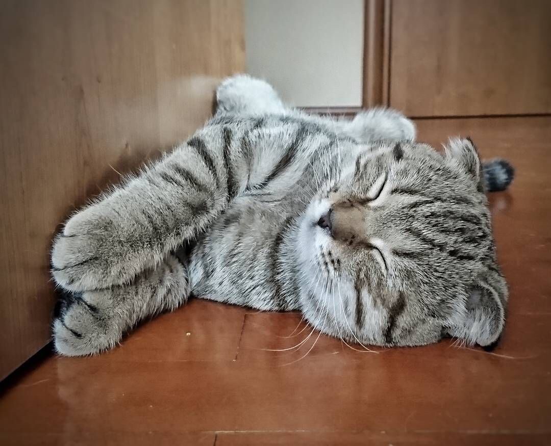 Котик спит на полу