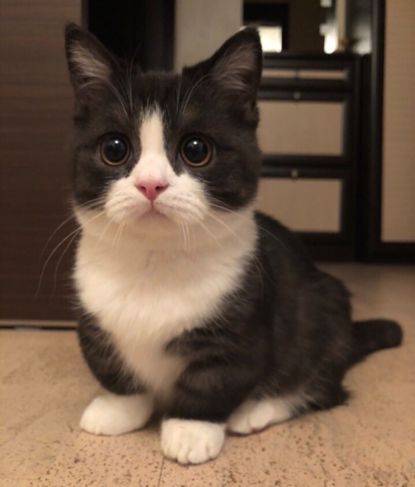 Комнатный красавчик