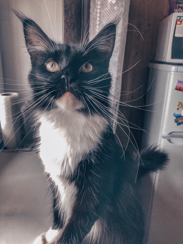 Пушистик в ожидании