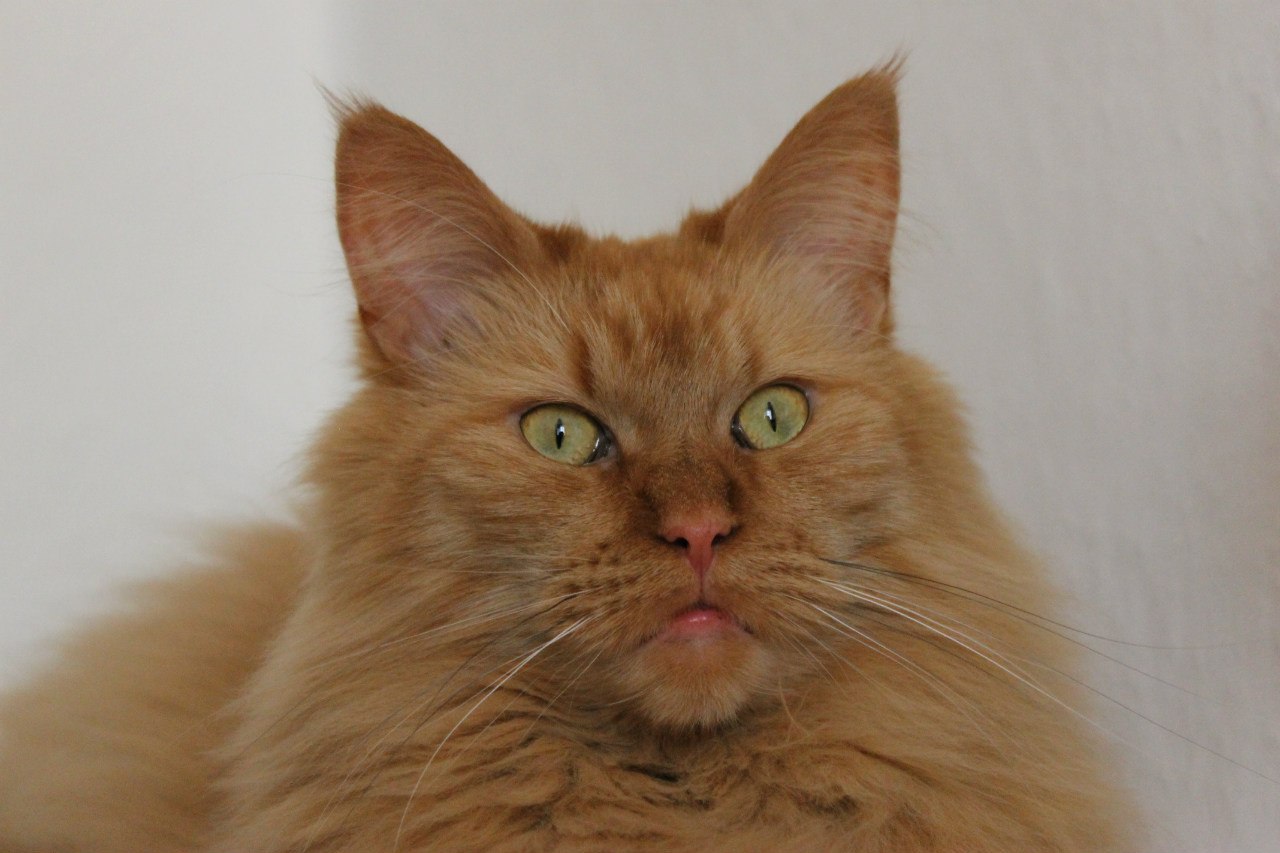 Зеленоглазый пушистик