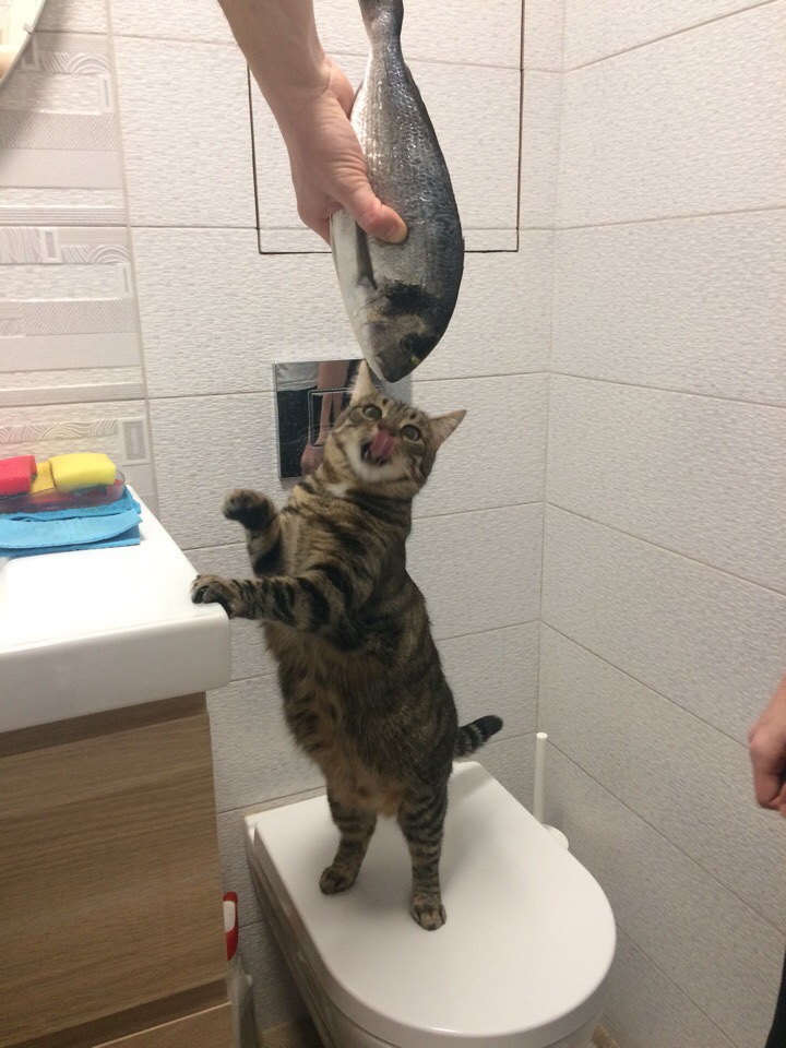 Котик облизывается