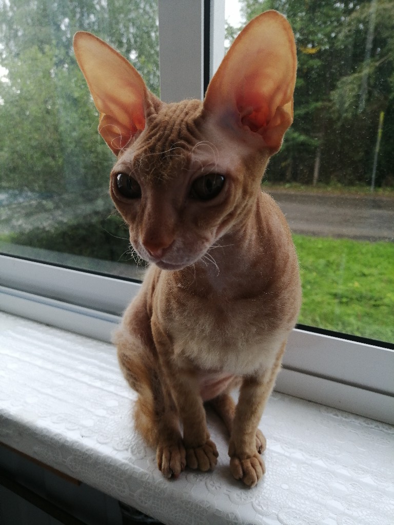Кошечка на подоконнике
