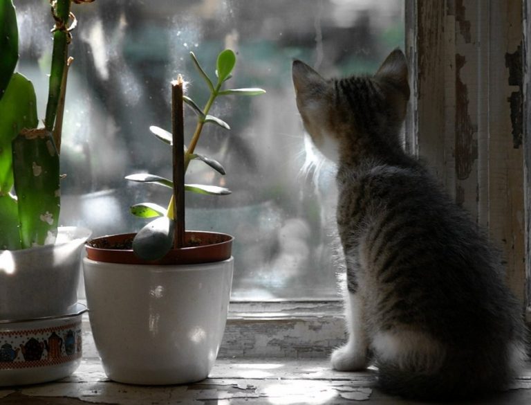 Котёночек смотрит в окно