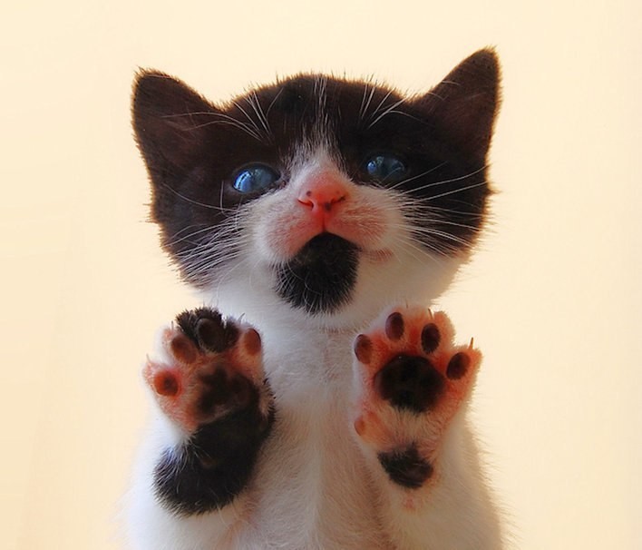 Чёрнобелый котёночек