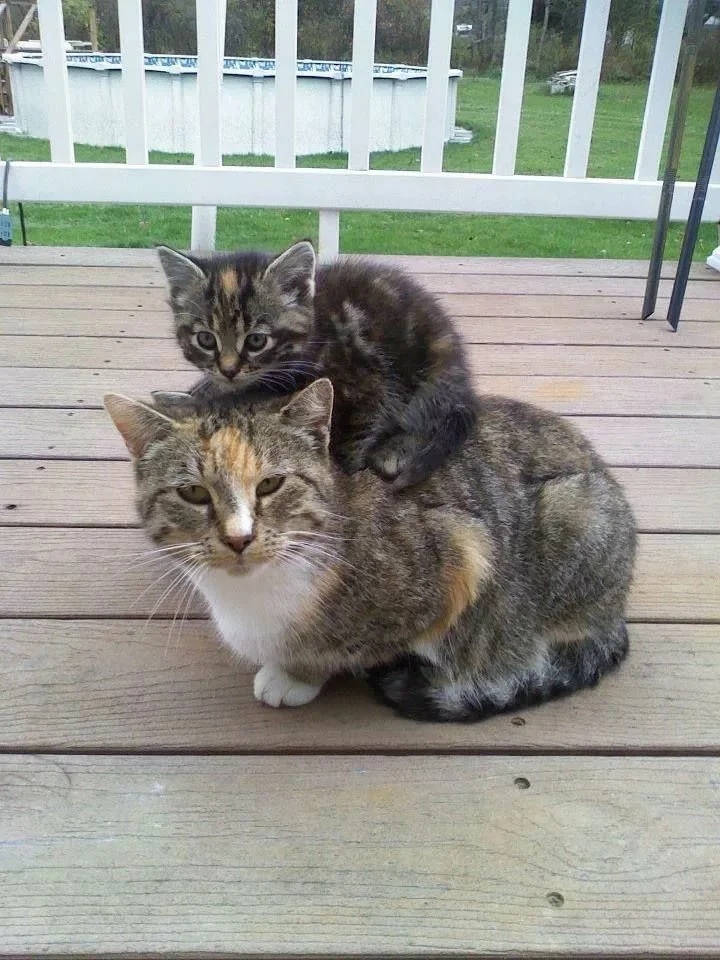 Ездовая кошка