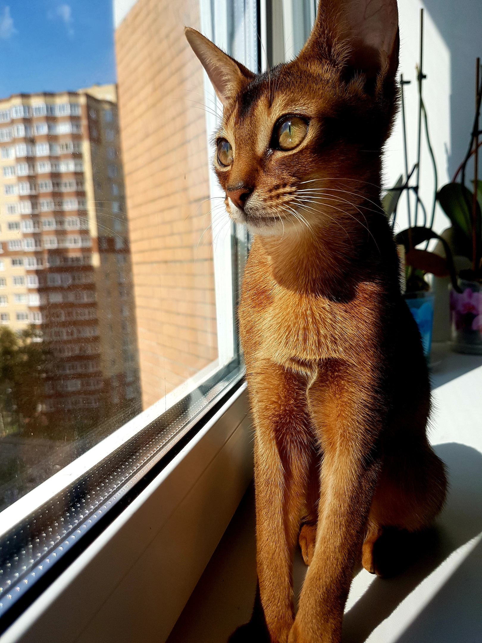 Киска смотрит в окно