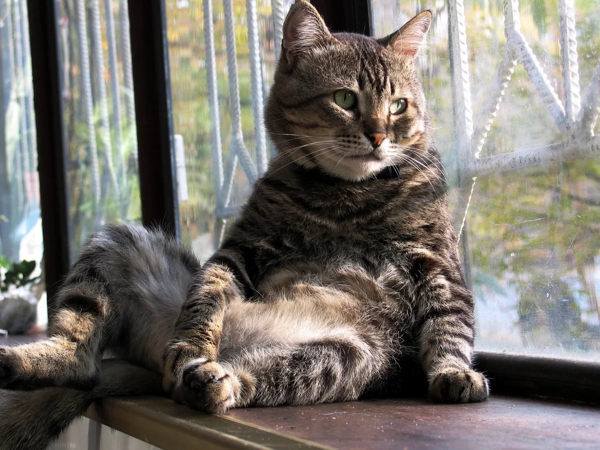 Котик балдеет на подоконнике