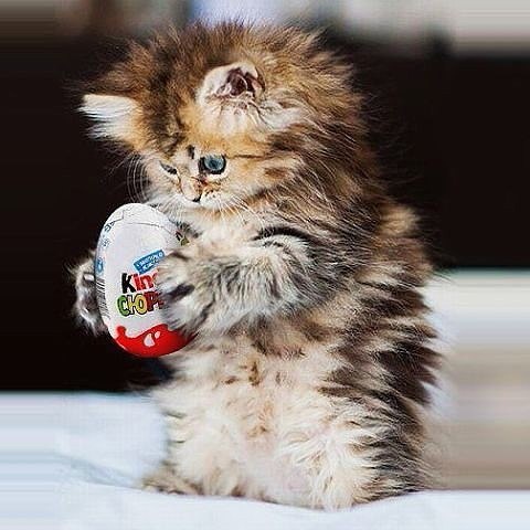 Котёнок и киндер сюрприз