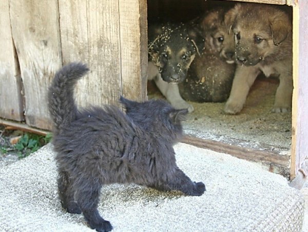 Котёнок и щенки