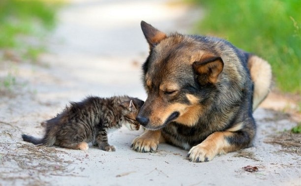 Собака нянька у котёнка