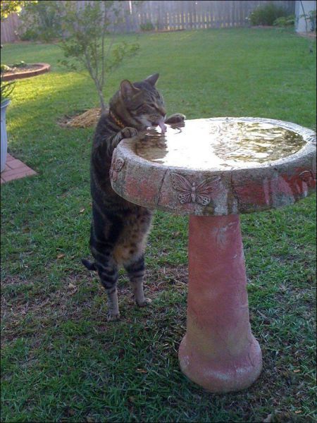 Котик пьёт из минифонтана