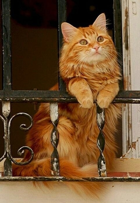 Рыженькая красотка на окне