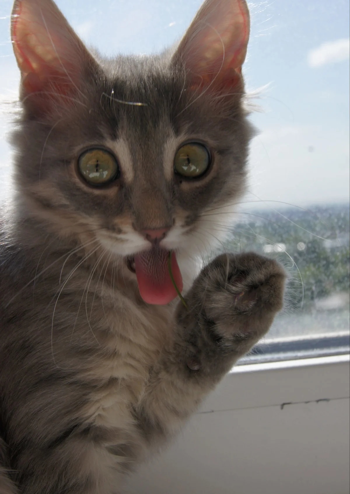 Котёнок на окне