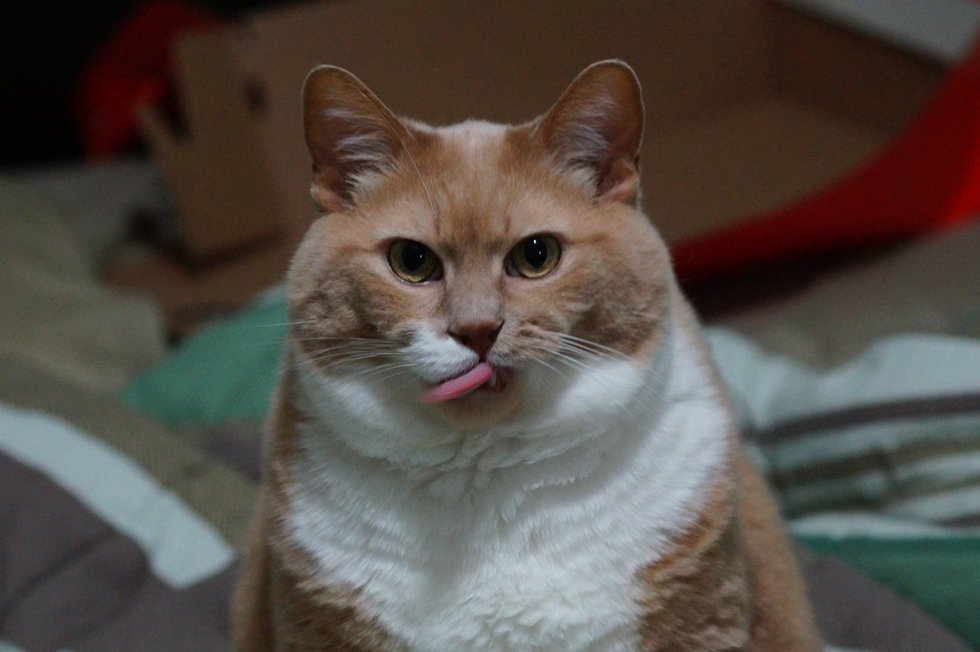 Толстячок облизывается