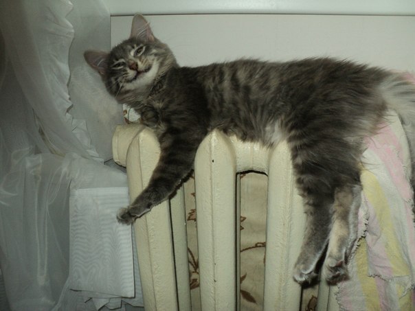 Теплолюбивый балдюшка