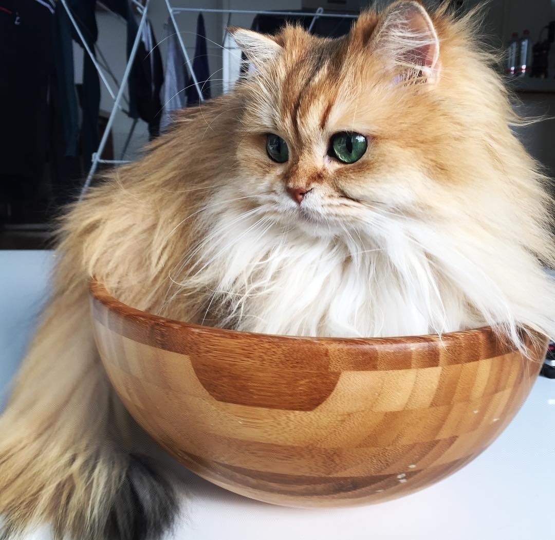 Пушистик в вазочке