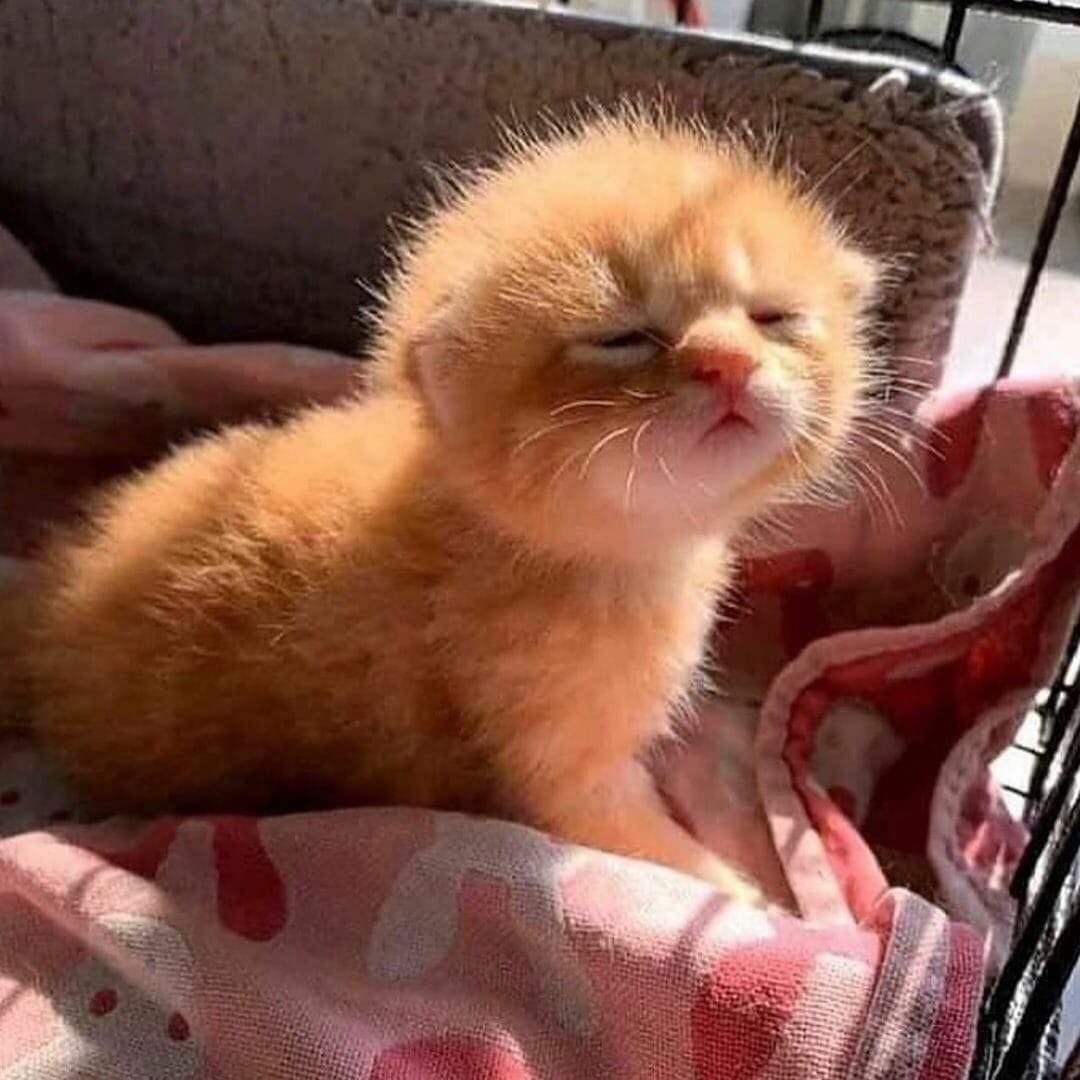 Рыжее солнышко проснулось