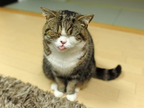 Котик показывает язычок