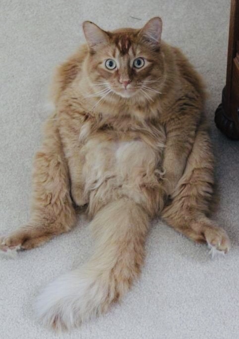 Рыжий толстяк