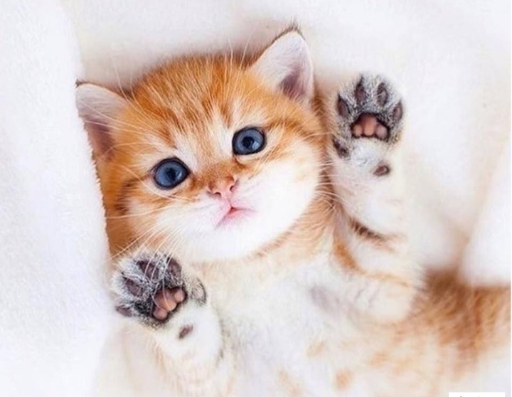 Рыженький милашка