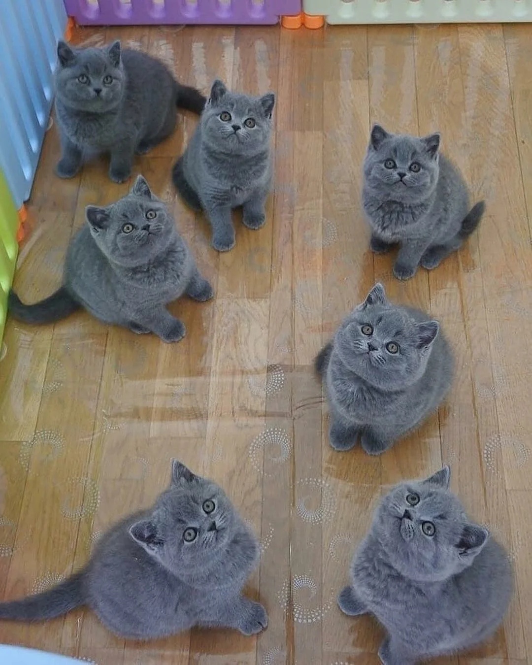 Внимательные котятки