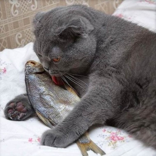 Котик облизывает рыбку