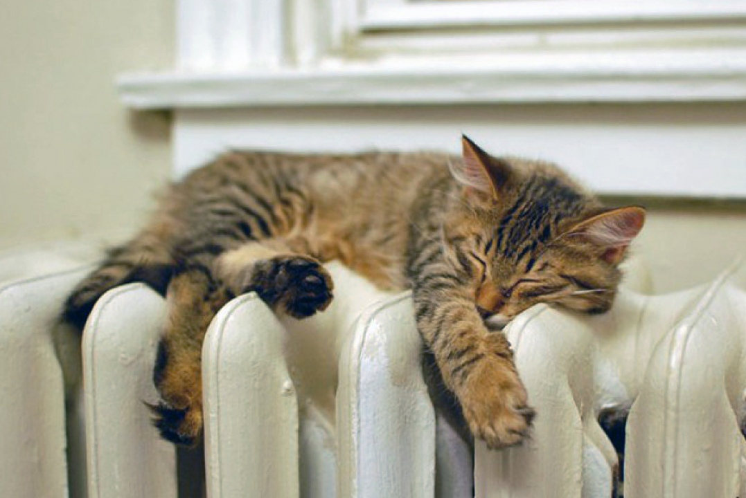 Кошечка и её любимая батарея