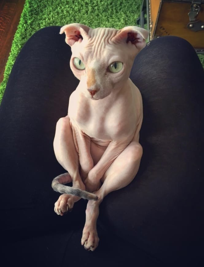 Лысенькая кошечка на коленях хозяйских