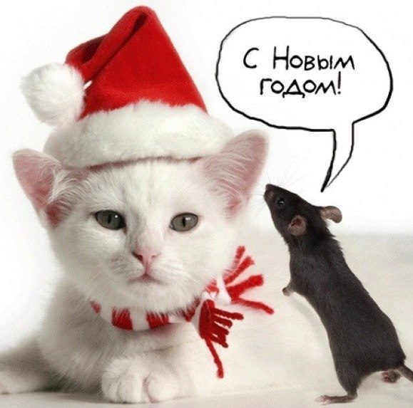 2020 крыса поздравляет