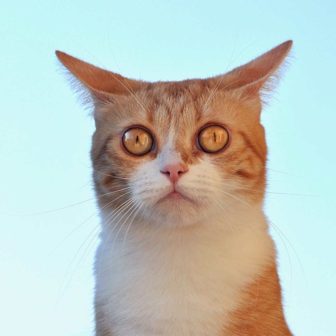 Милашка с рыжими глазами