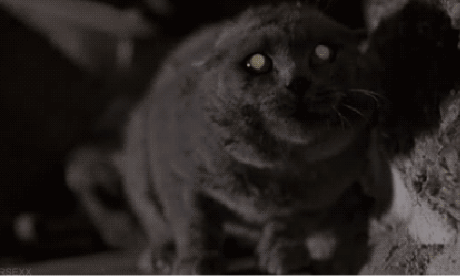 Крипота кошачья хрипота