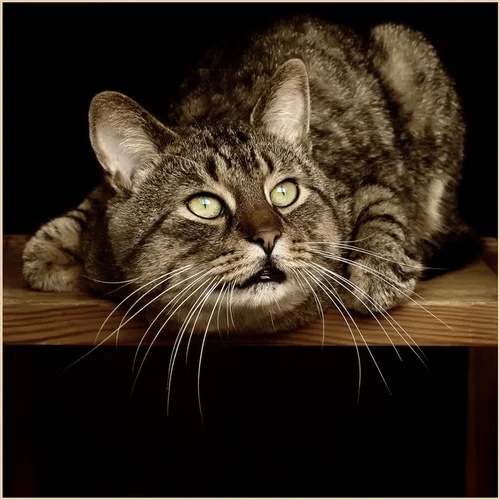 Полосатый игруля