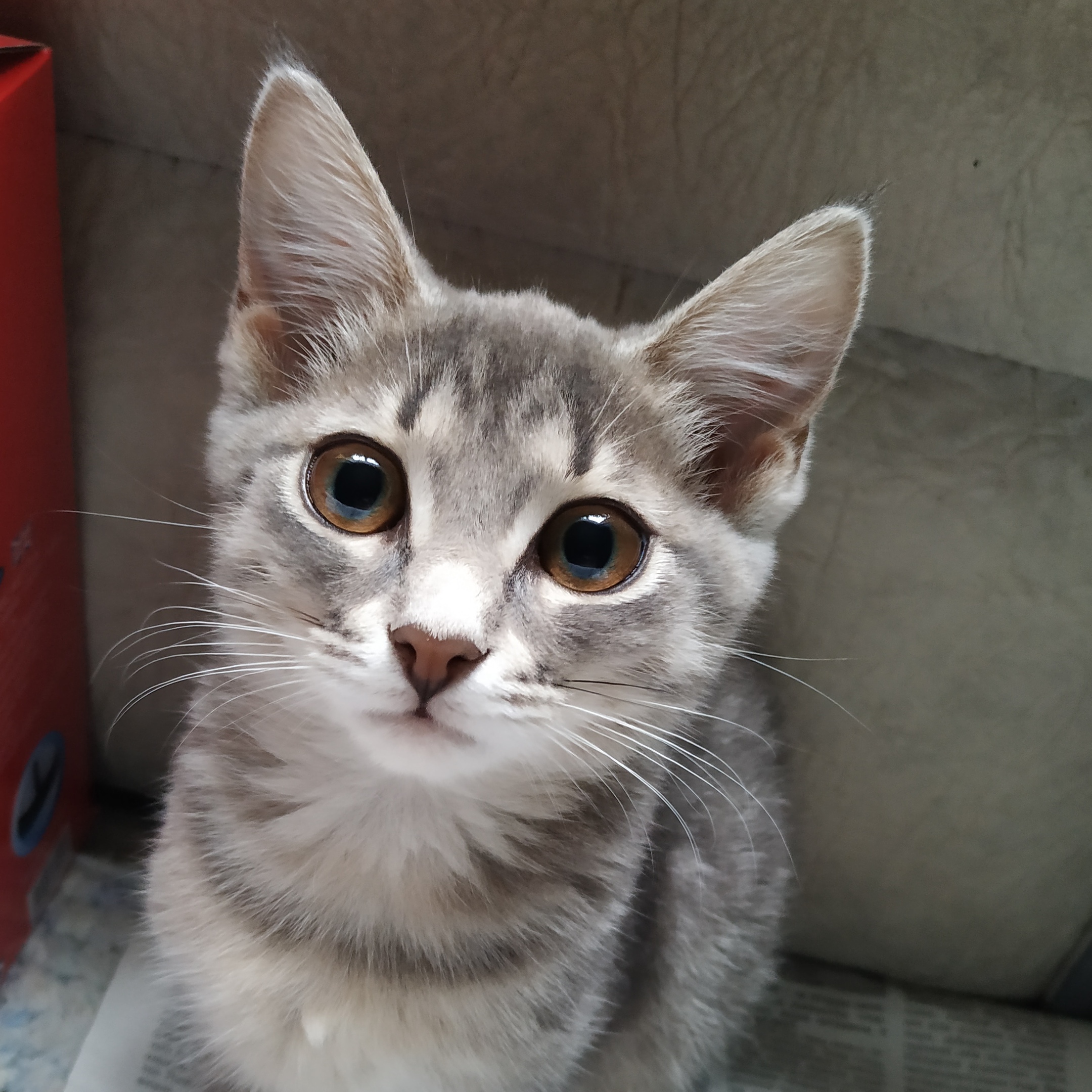 Внимательный серенький котёнок