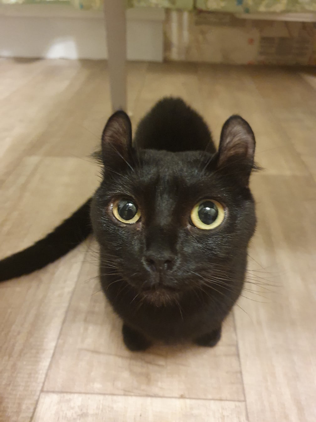 Внимательная Кинкалошка