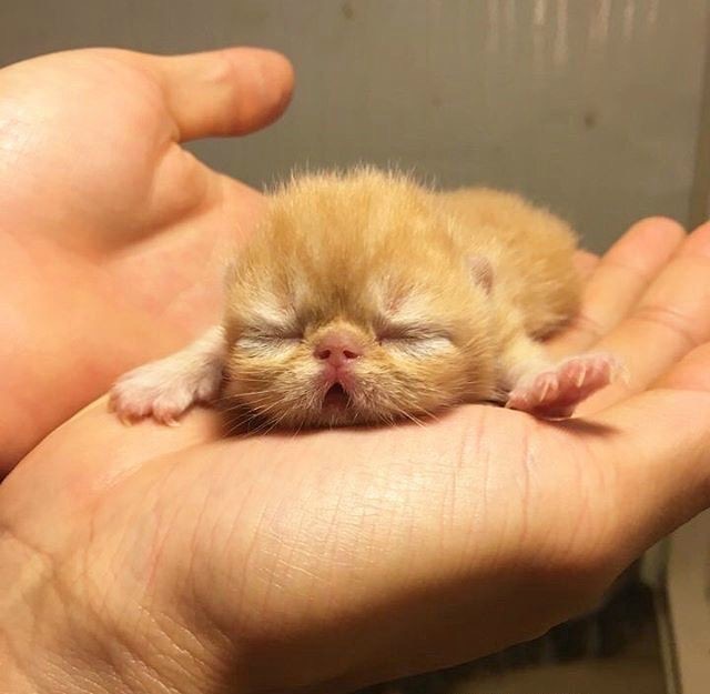 Рыжик новорожденный