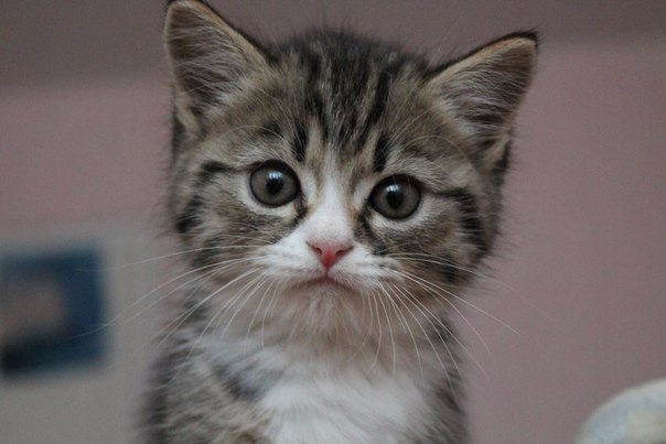 Милая мордашка