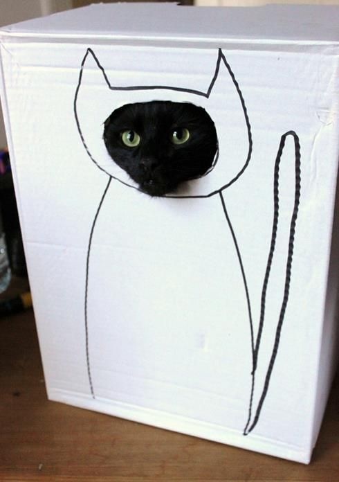 Котик в коробке