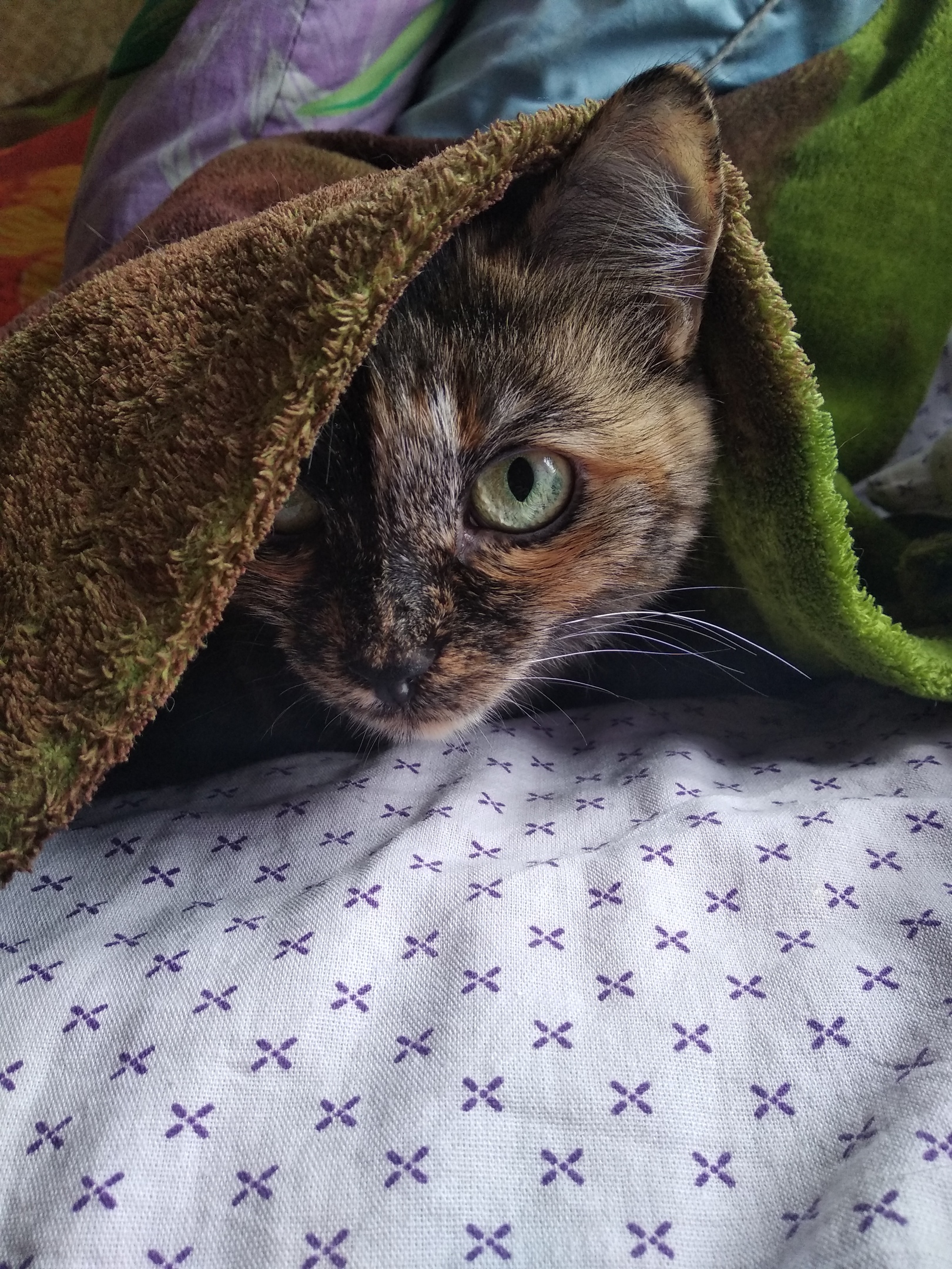 Кошечка под пледом