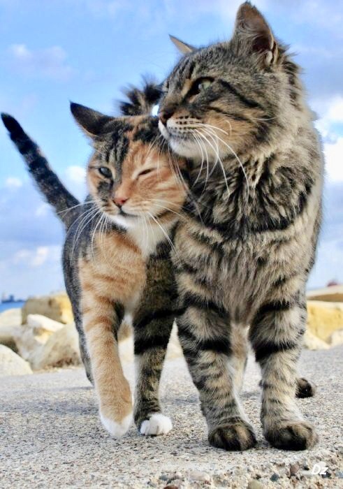 Парочка на берегу