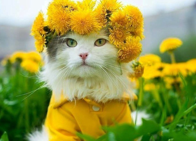Кошечка с венком из одуванчиков