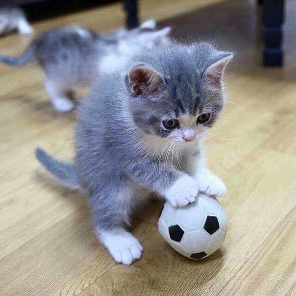 Юный футболист