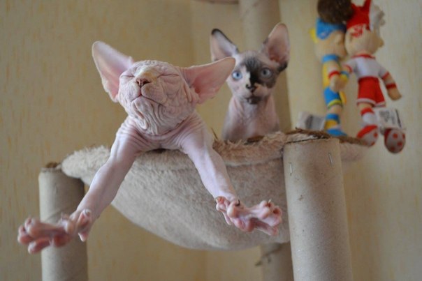 Лысые кошечки в лежанке