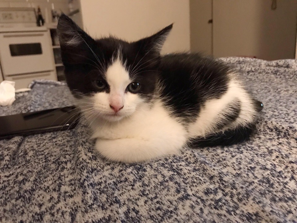 Чёрнобелый котёнок лежит на постели