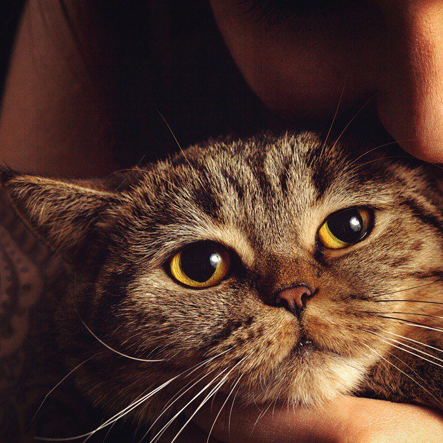 Мордочка полосатой кошечки