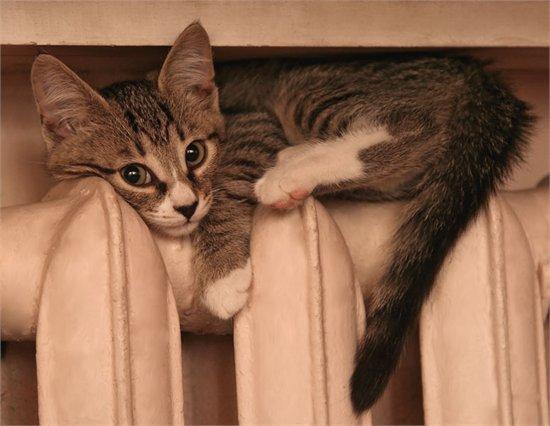 Котёночек на батарее