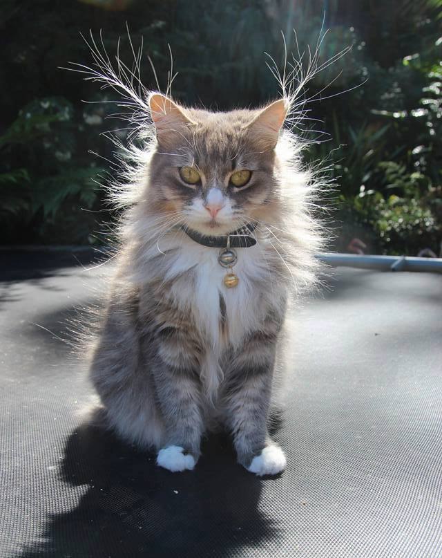 Пушистый котёнок на батуте