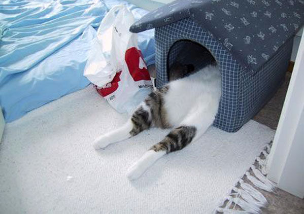 Котик в домике лежит