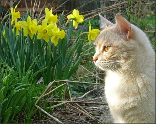 Кошечка в саду