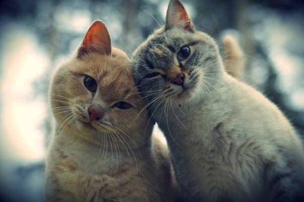 Кошачьи нежности