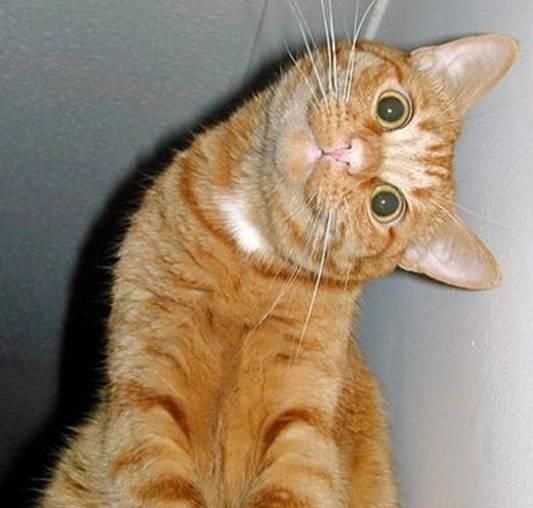 Любознательный рыжий котик